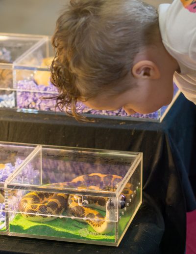 Child looking at snakes at the Gulf Coast Exotic Animal Expo